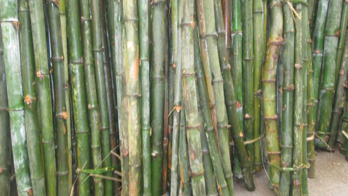 cọc tre giá rẻ huế